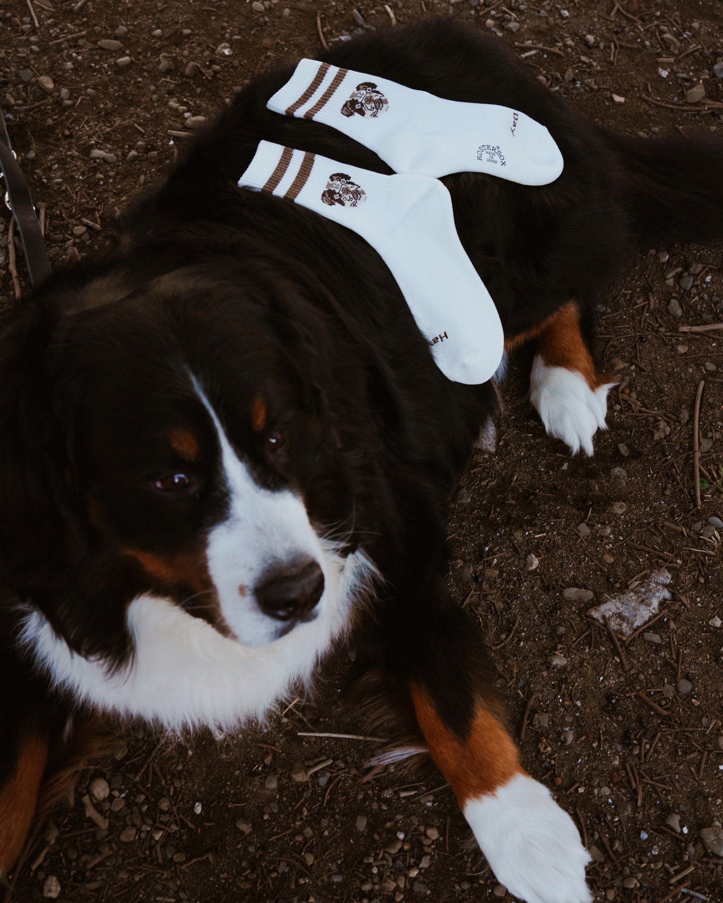 ROSTER SOX: RS-353 CAT