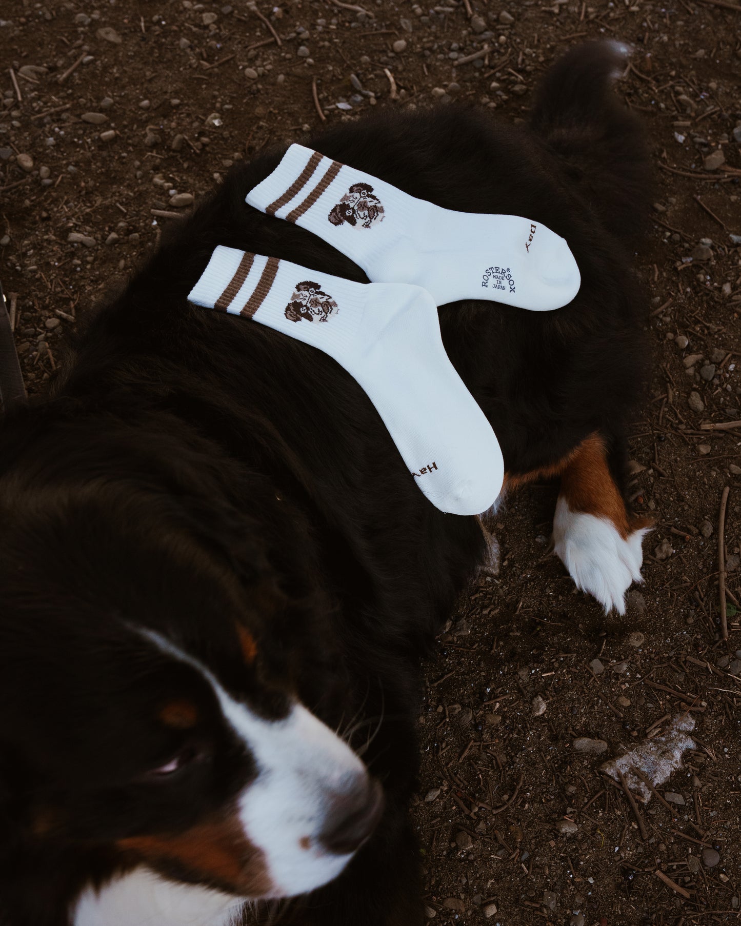 ROSTER SOX: RS-353 CAT